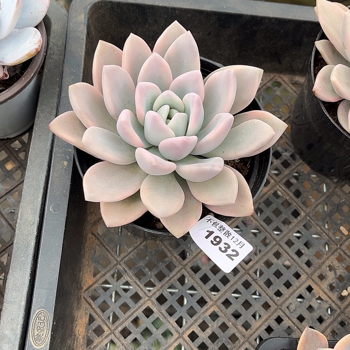 阿雅园艺。      1932奥普锦