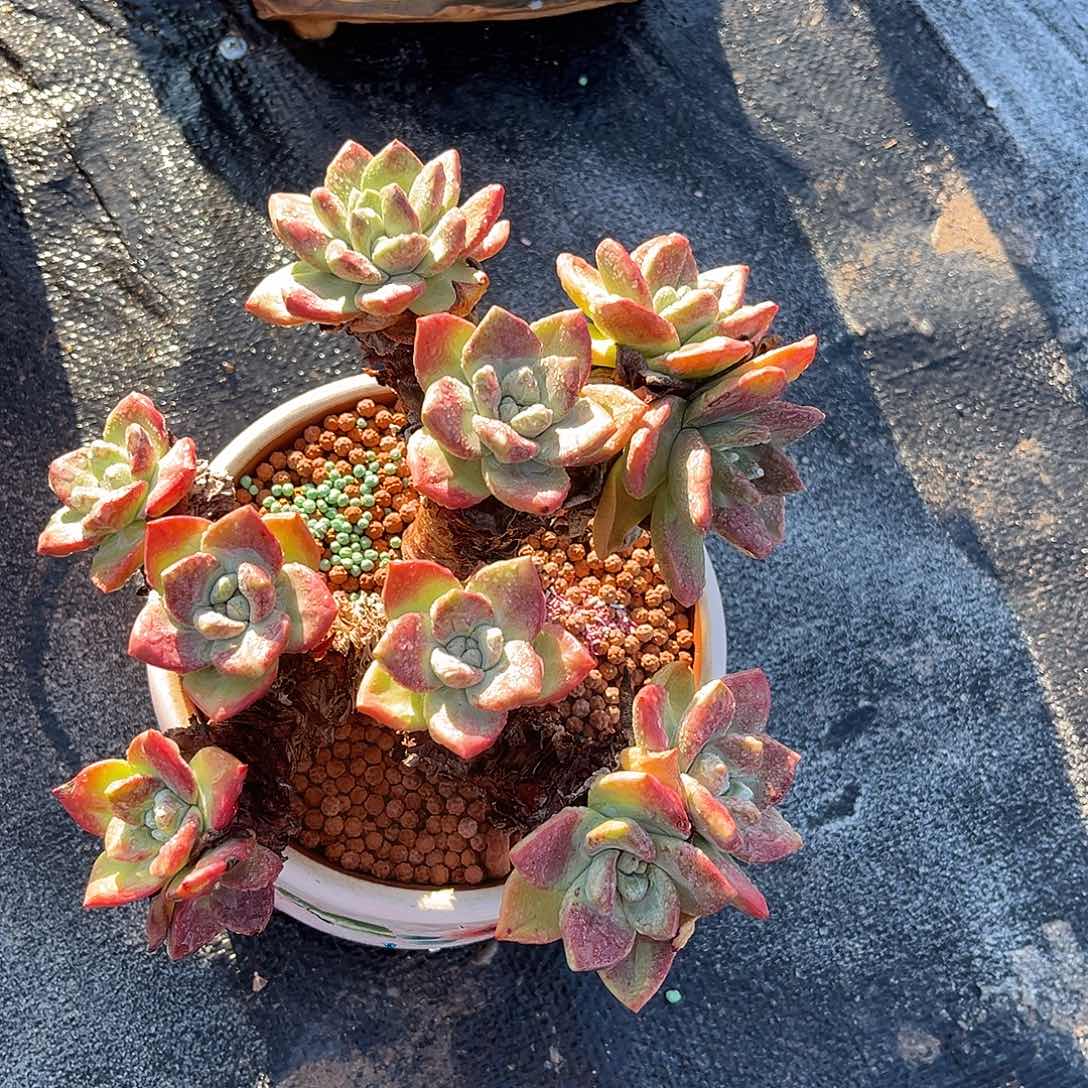 小鹿多肉一物一拍