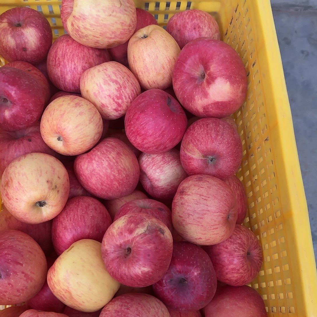 金冠苹果黄富士瑕刺骨，有磕碰