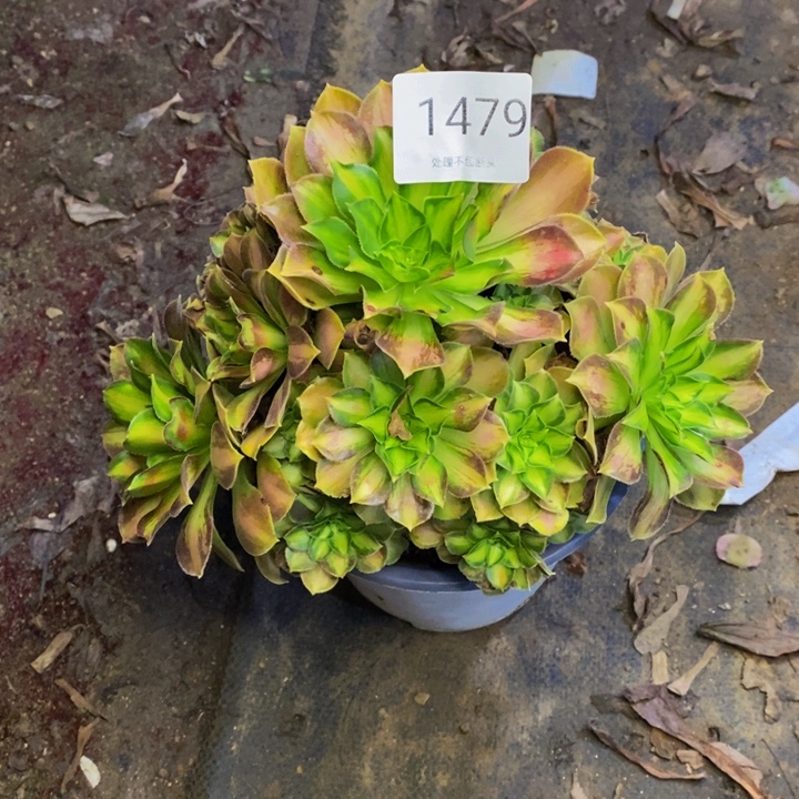 韶华多肉断头不包1479