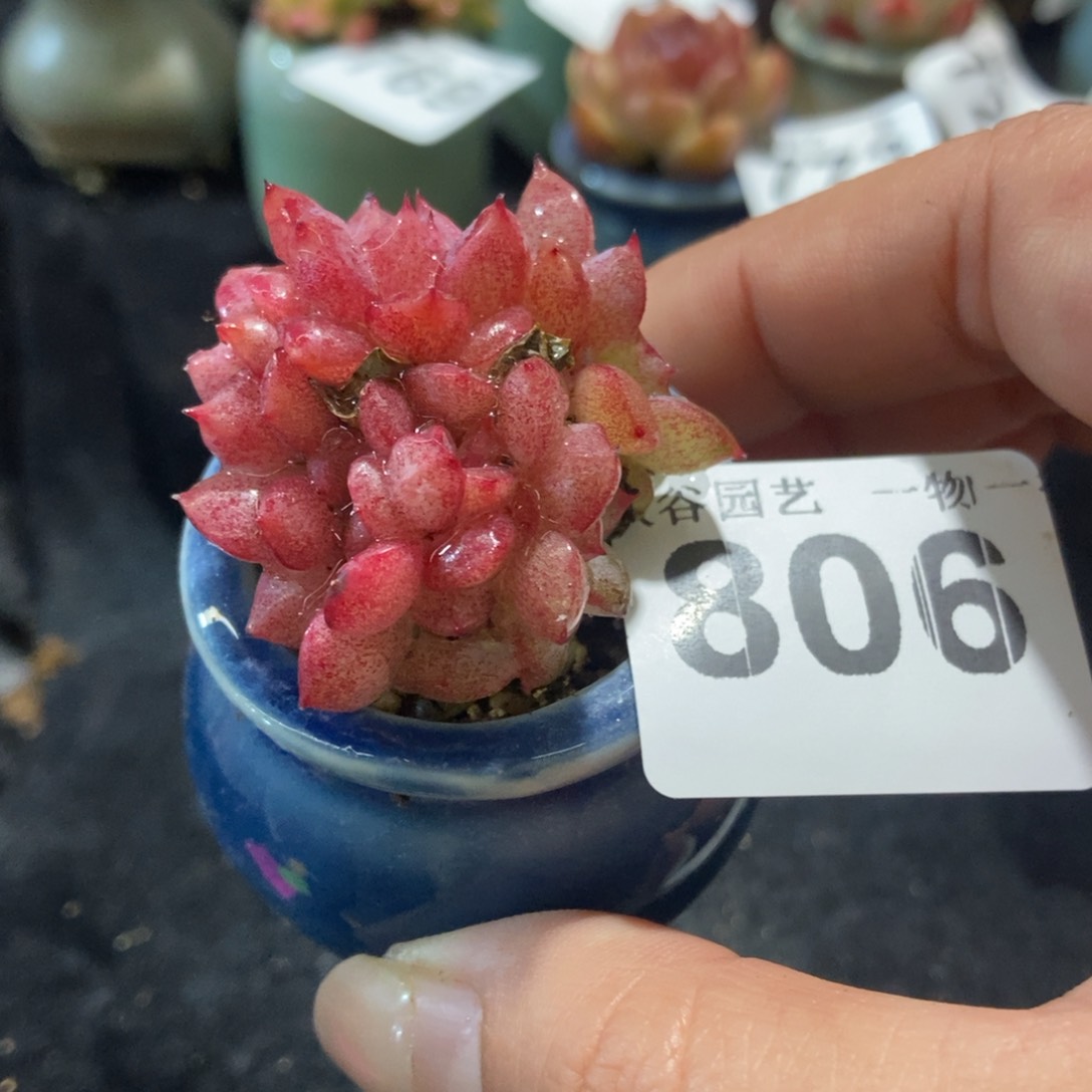 806带盆土发货11111