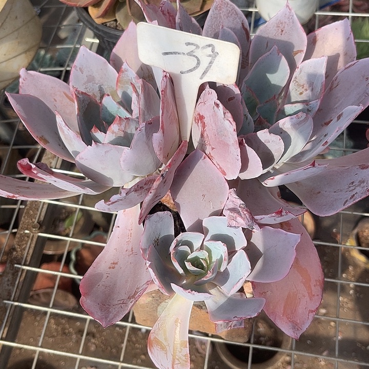 晨语多肉，一物一拍39晚霞