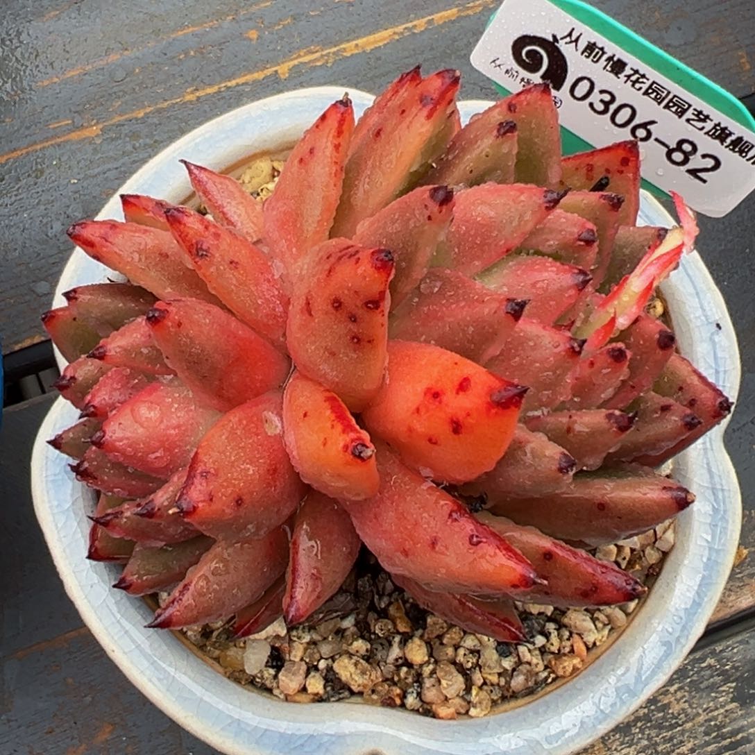 从前慢多多精选编号0306.82