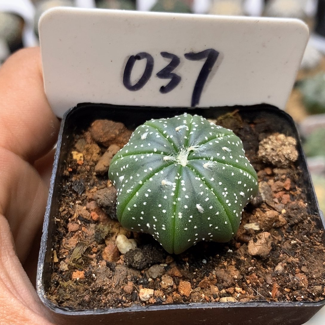 037小海星特价咯福利特价咯
