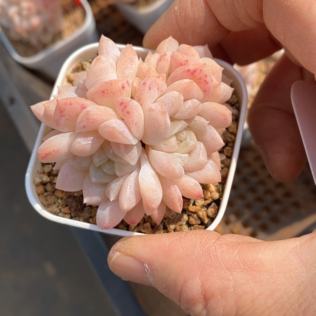 精品多肉一物一拍不包整149