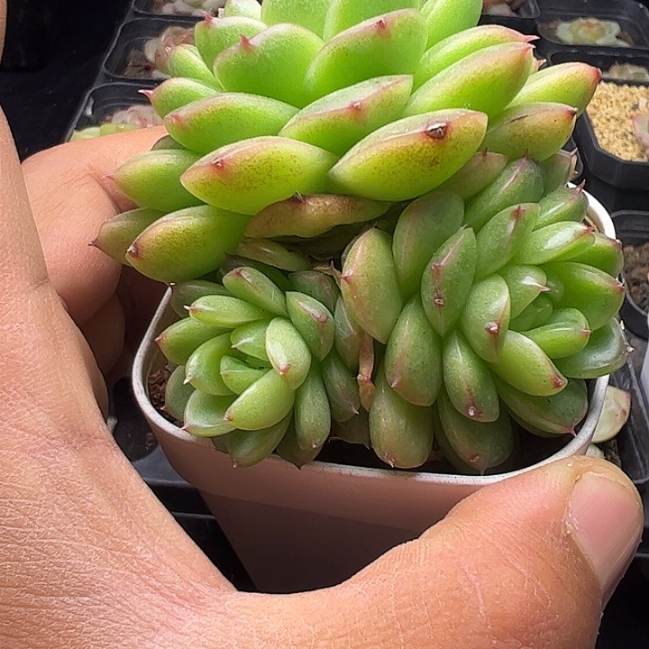 麦秆三头m2，111111111