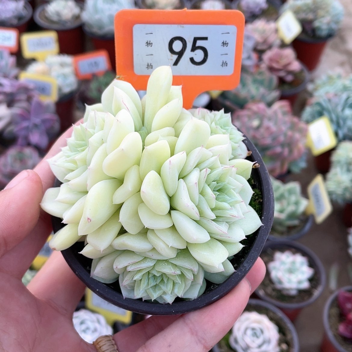 【闪购商品】95号的