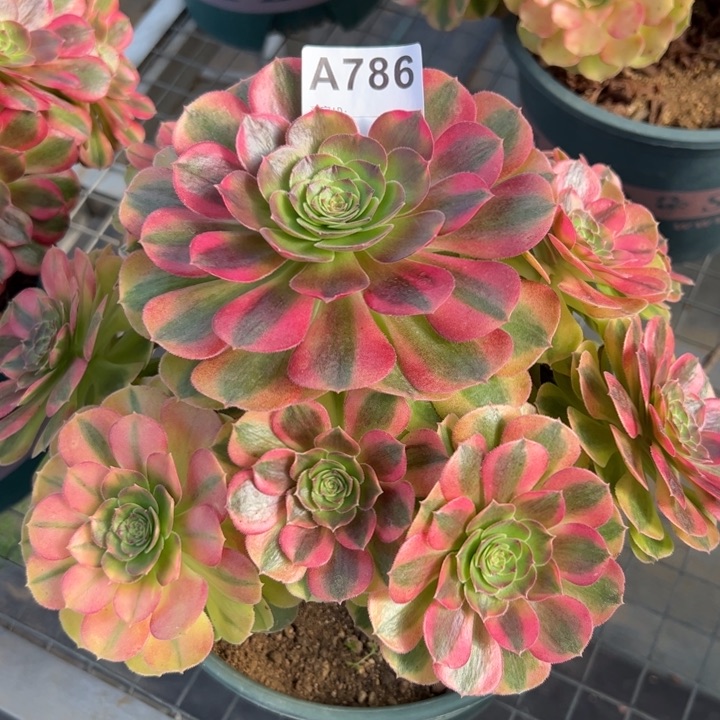 786雨荷23厘米左右