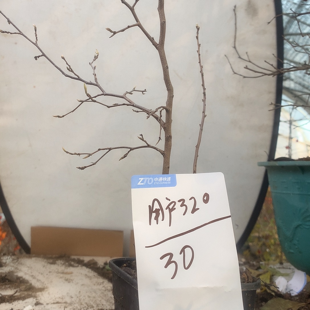 用***3完全开放老鸦是真的可爱