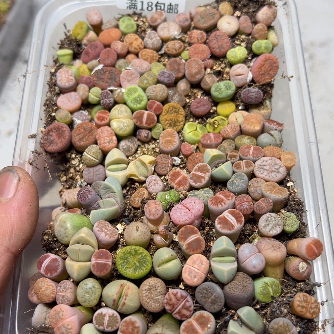 【闪购商品】 1163。    