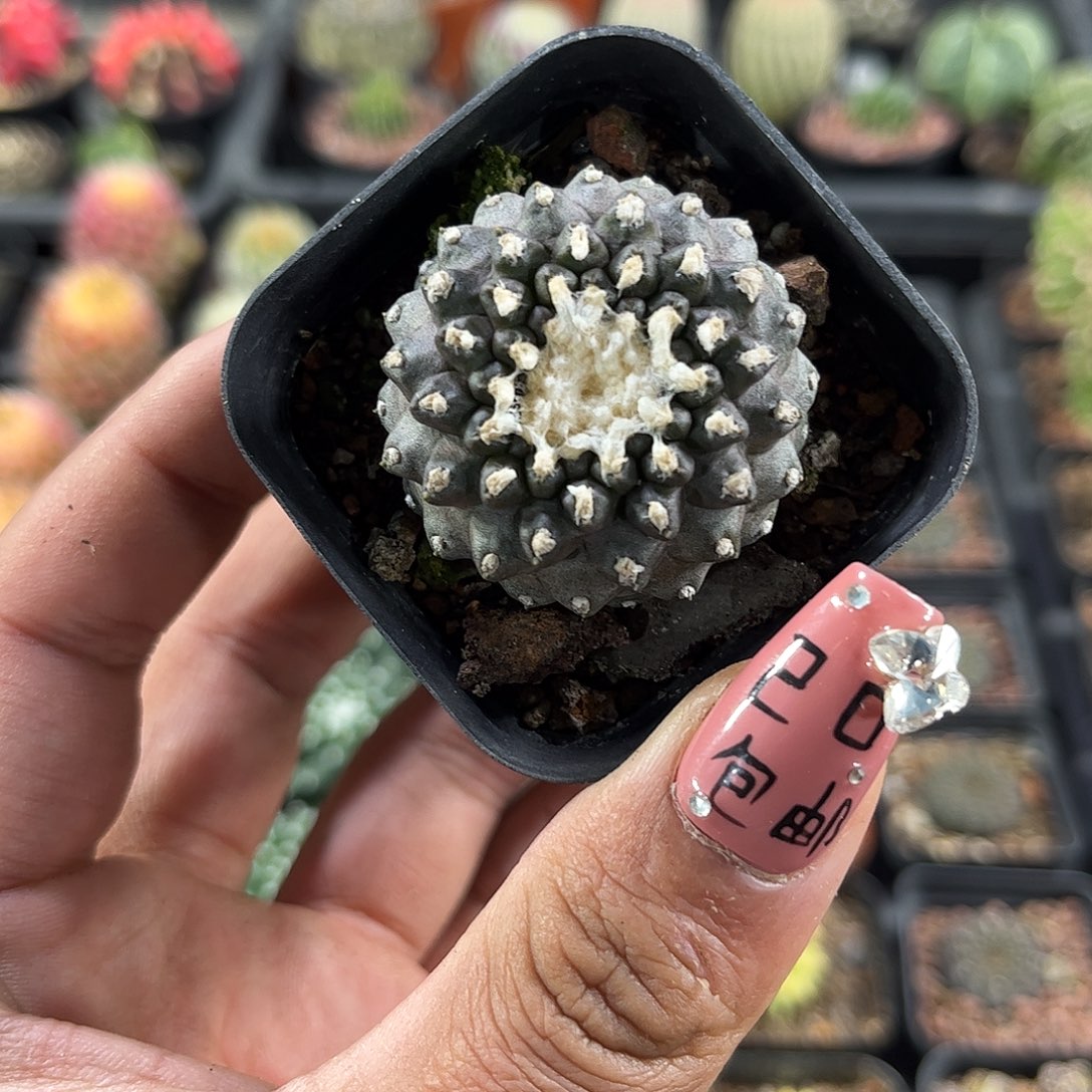 墨蝶单头发货单头发