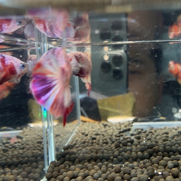 斗鱼黑50号巨斗将军