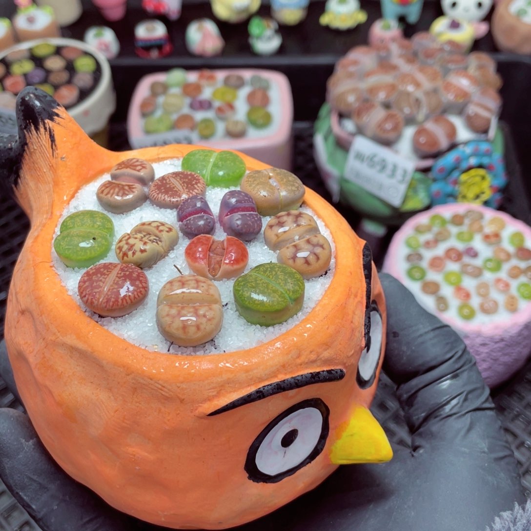 w6937--带盆土发货，零下地区拍保温箱