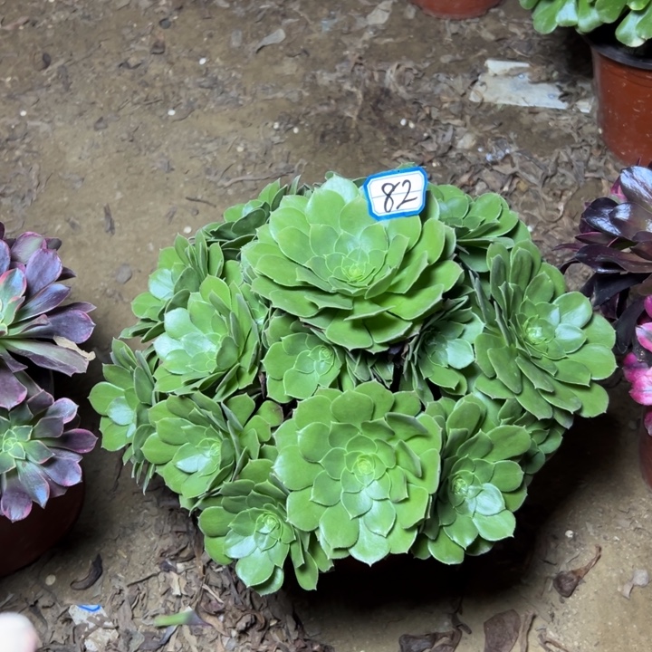 多肉植物圣君兰法师82