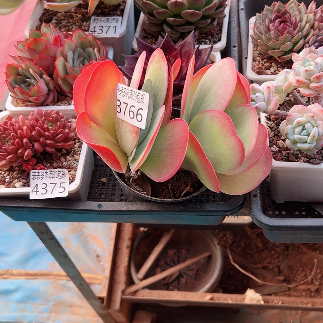 丫***丫无花朵多肉一物一拍植物3766