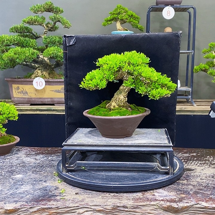 无花朵黄杨盆景四季常青