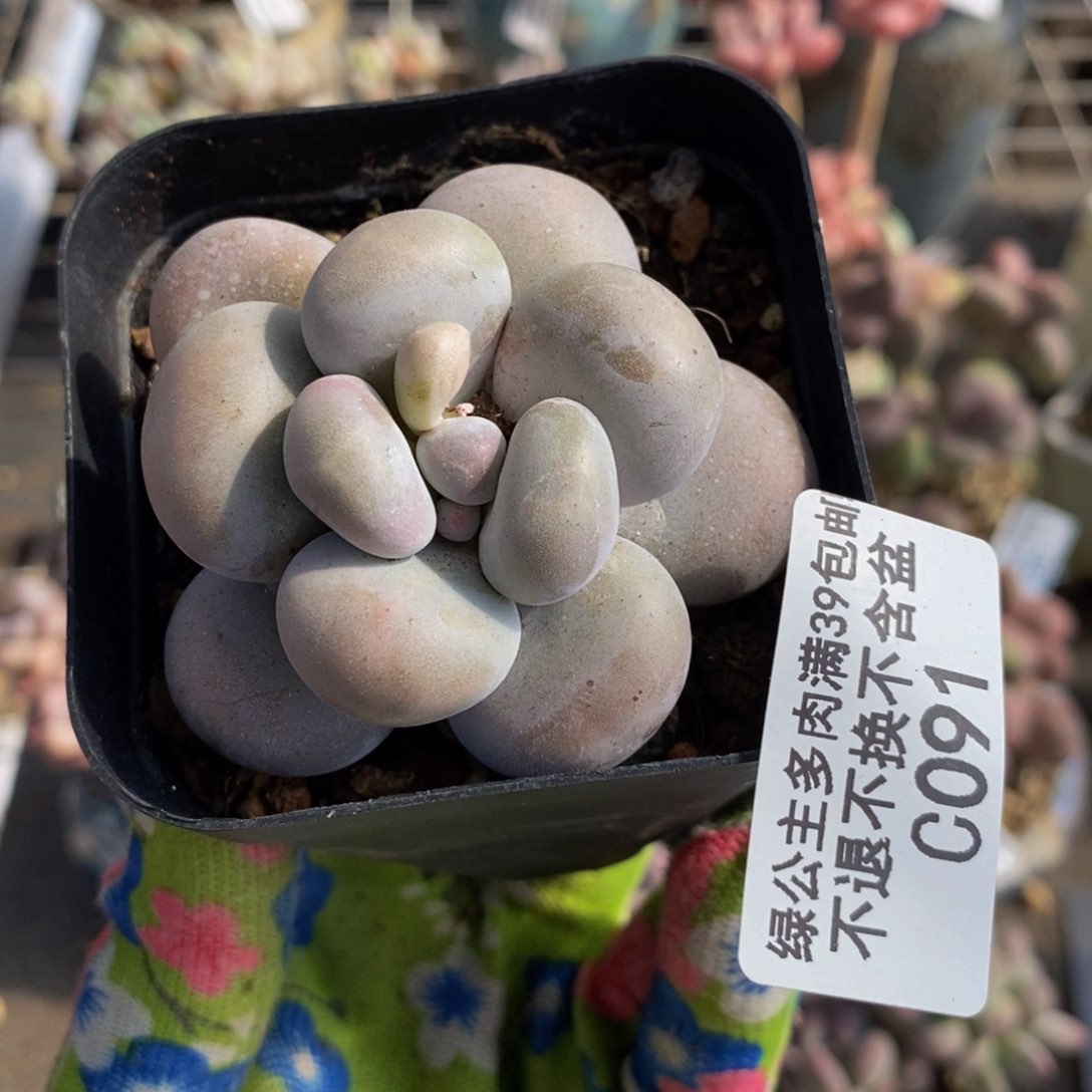 芭比奶酪091/5c m