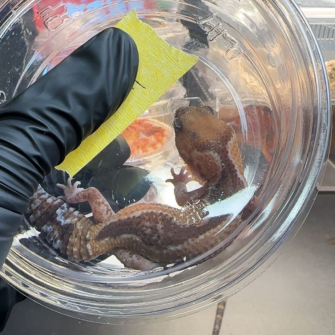 肥尾守宫0000000015