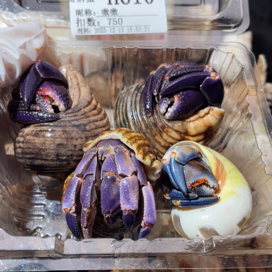 嗷***嗷蜗居异宠寄居蟹610