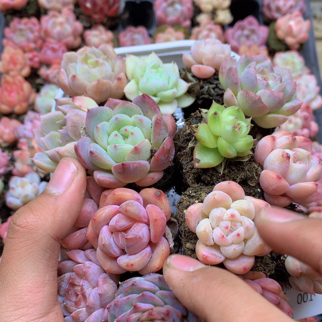 我要去买东西了001