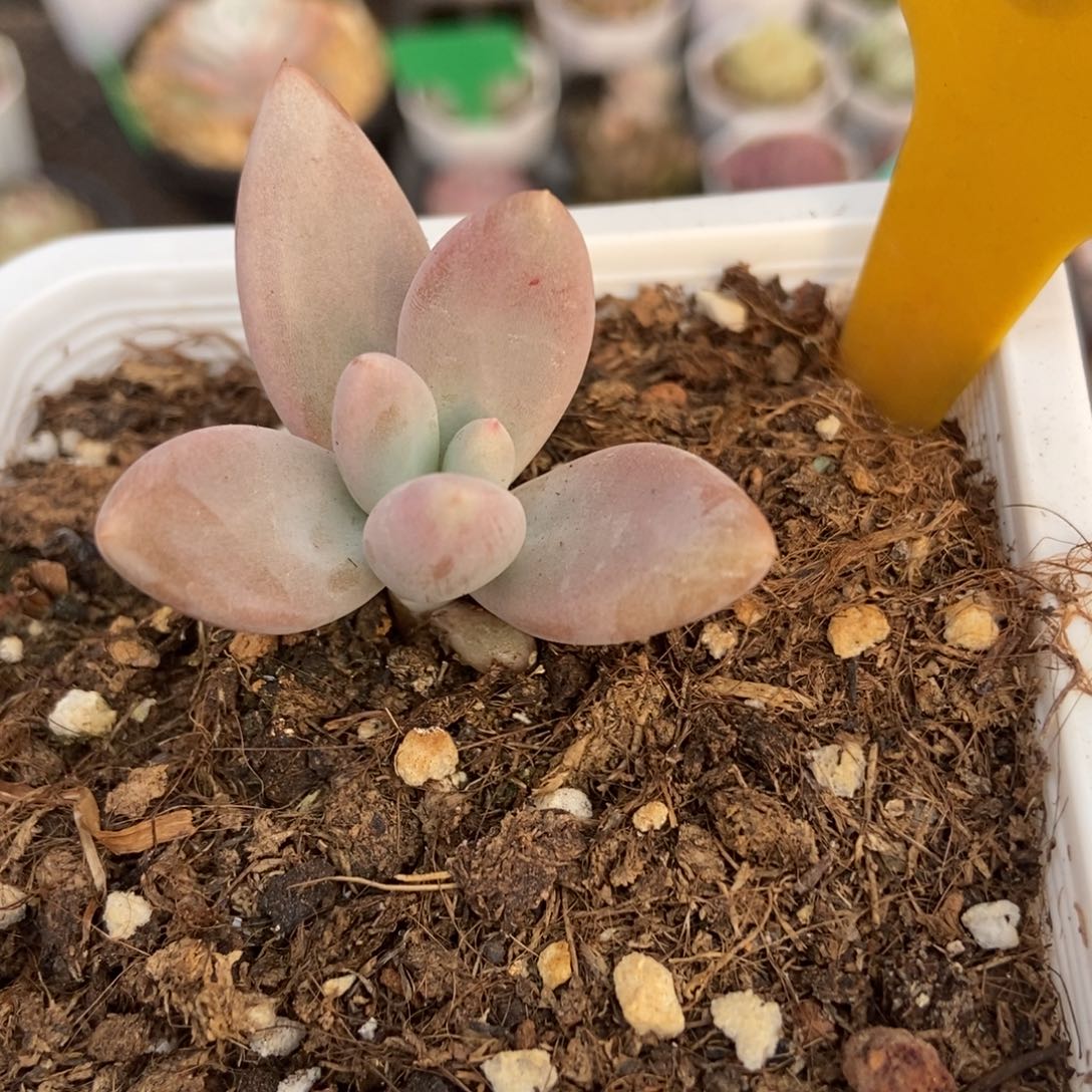 569哥特美人多肉植物保护