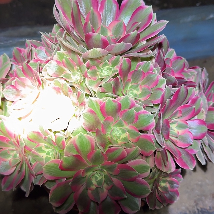 新品种妖月老桩亏本福利