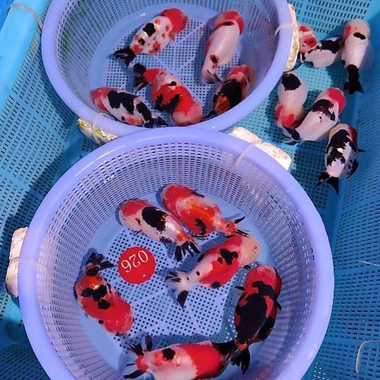 福***金鱼026四单兰寿11条特价顺丰包邮