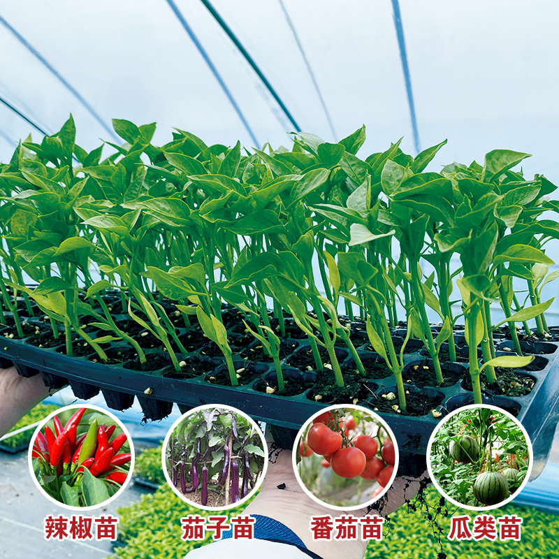 早春南方蔬菜秧苗辣椒朝天椒苗番茄羊角蜜圣女果线椒黄瓜茄子西瓜