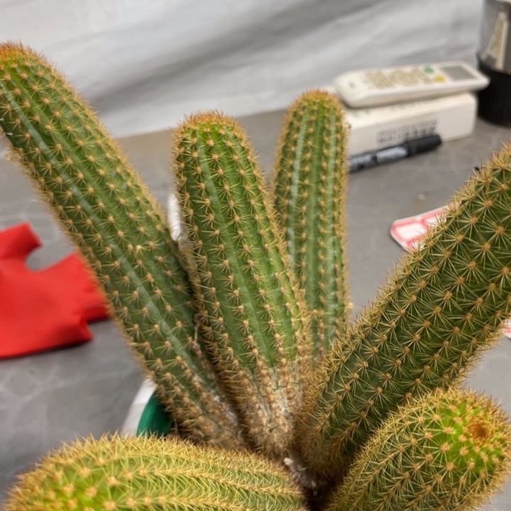 群生多头紫水晶一杯1