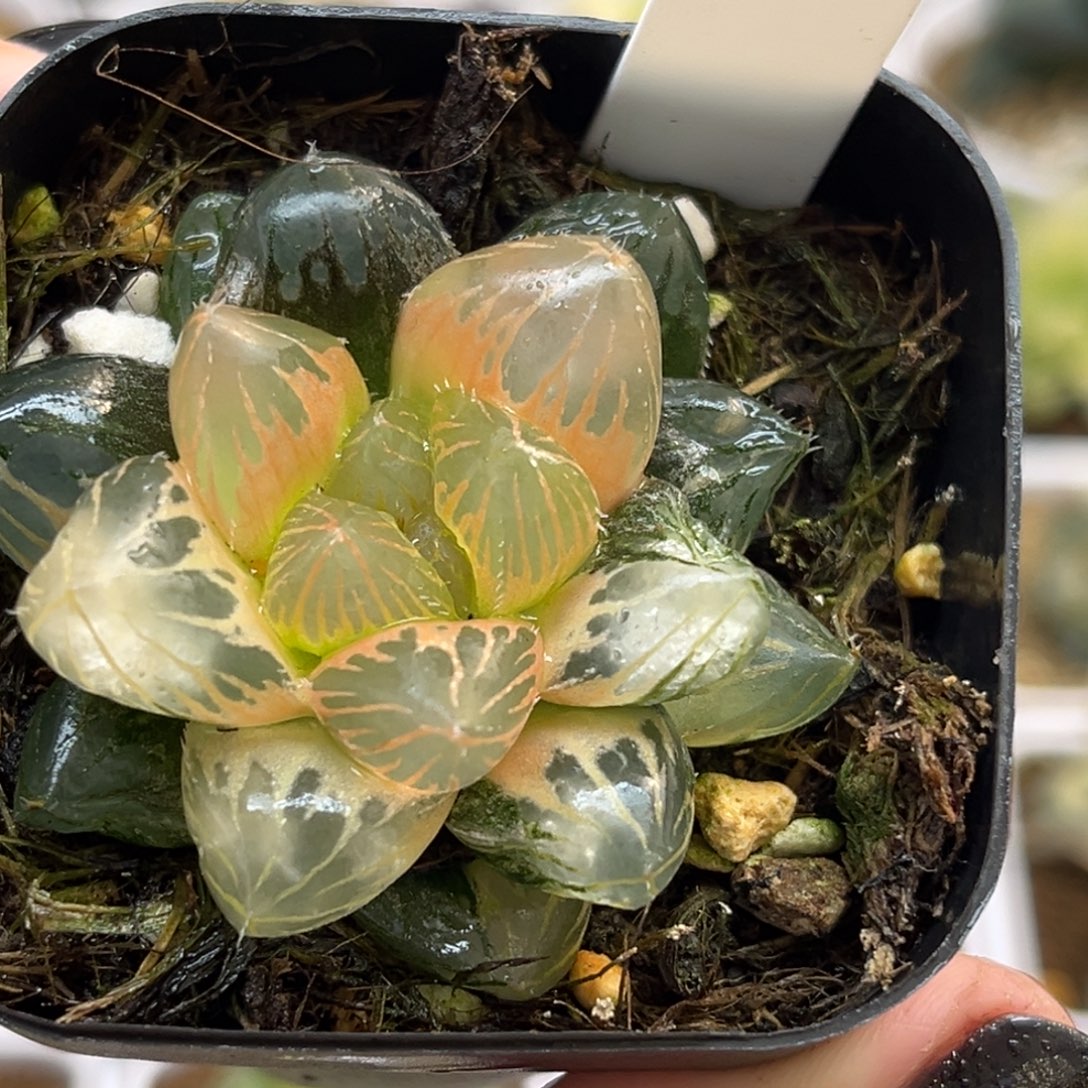 25糊斑龙爪玉露锦福利专场