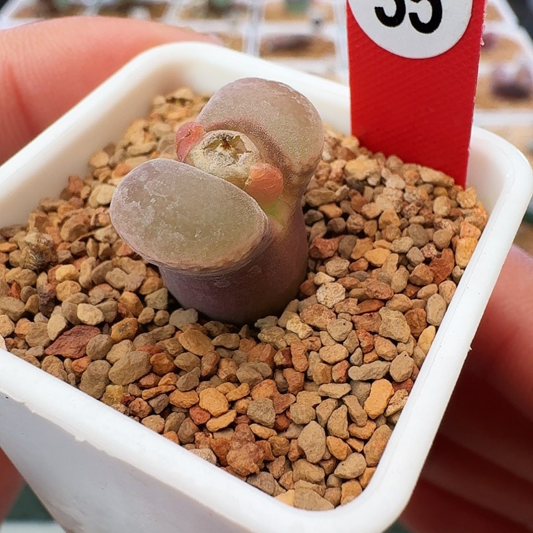 多肉植物福利肉锥35
