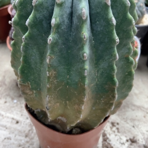 王冠龙仙人球15米仙人球