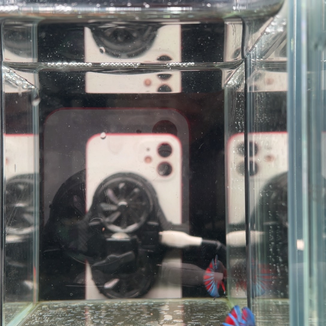 斗鱼精品印尼斗鱼104