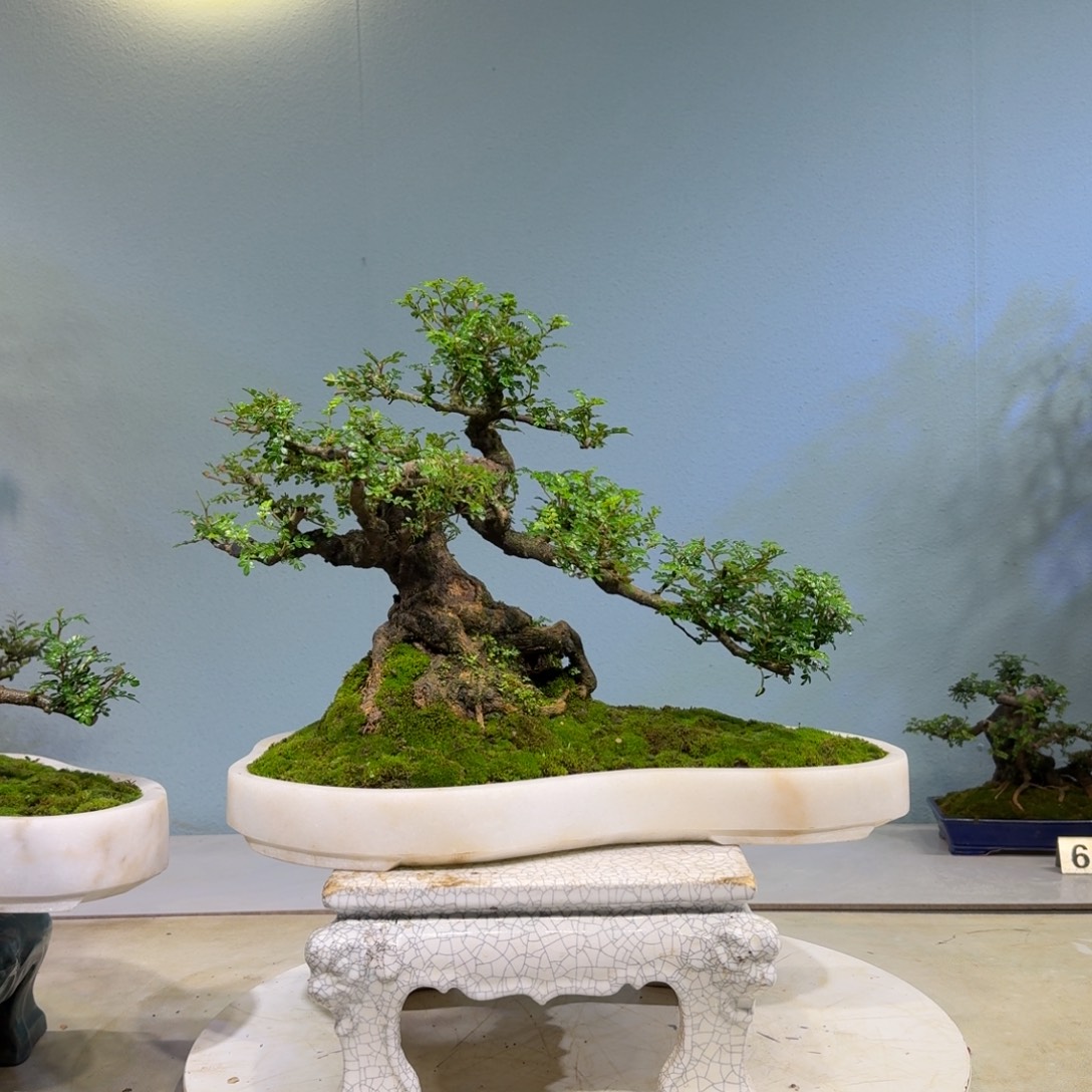酷***以实际为准胡椒木盆景2000