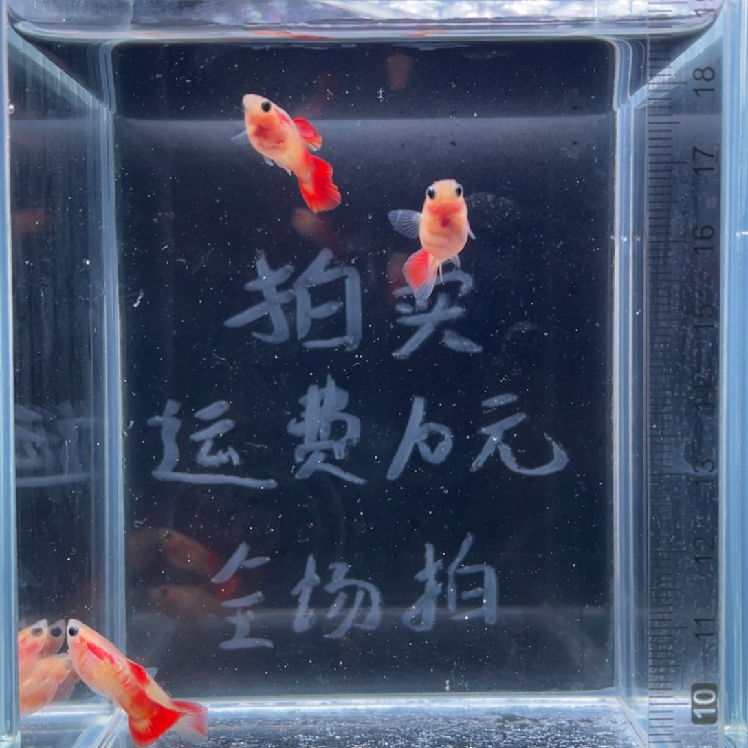 孔雀鱼琉璃红尾玻璃猫两对