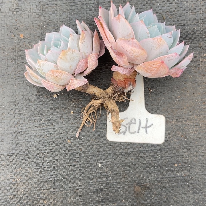 两单包邮，一物一拍125