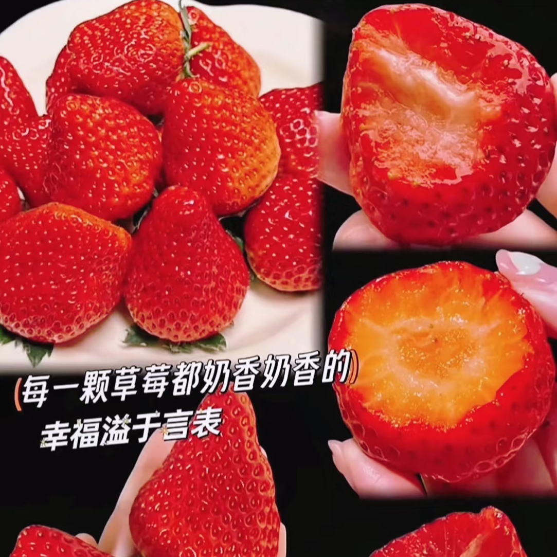Y[奶油草莓]原盆原土红颜章姬适合南北方室内阳台种植草莓苗