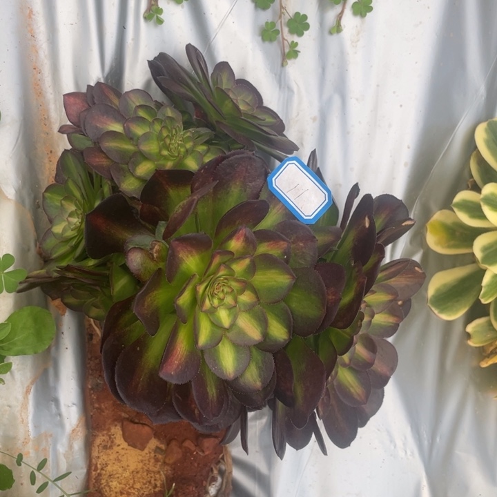 11抹茶朵朵朵法师锦