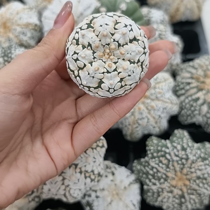 琉璃v兜兜兜哈哈哈哈