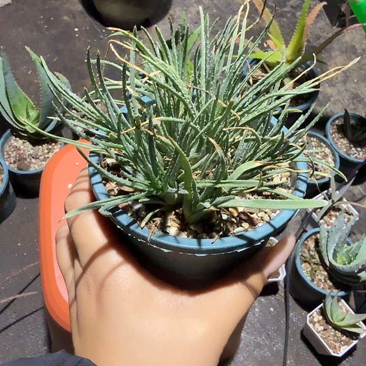 多肉植物博威植物