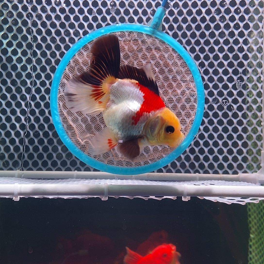 金鱼百褶泰狮，短尾将军