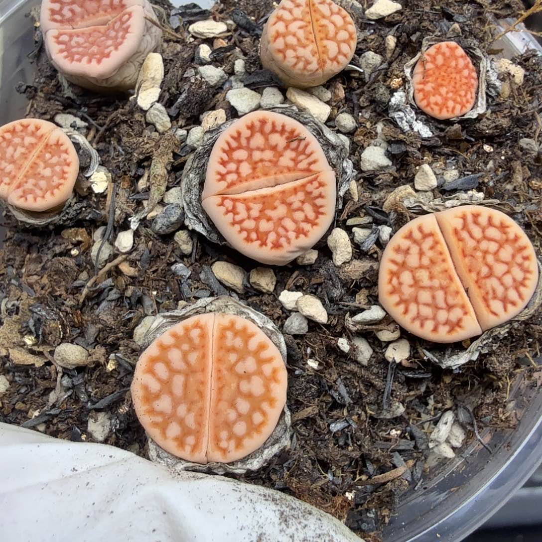 好看我真的不爱玩376不