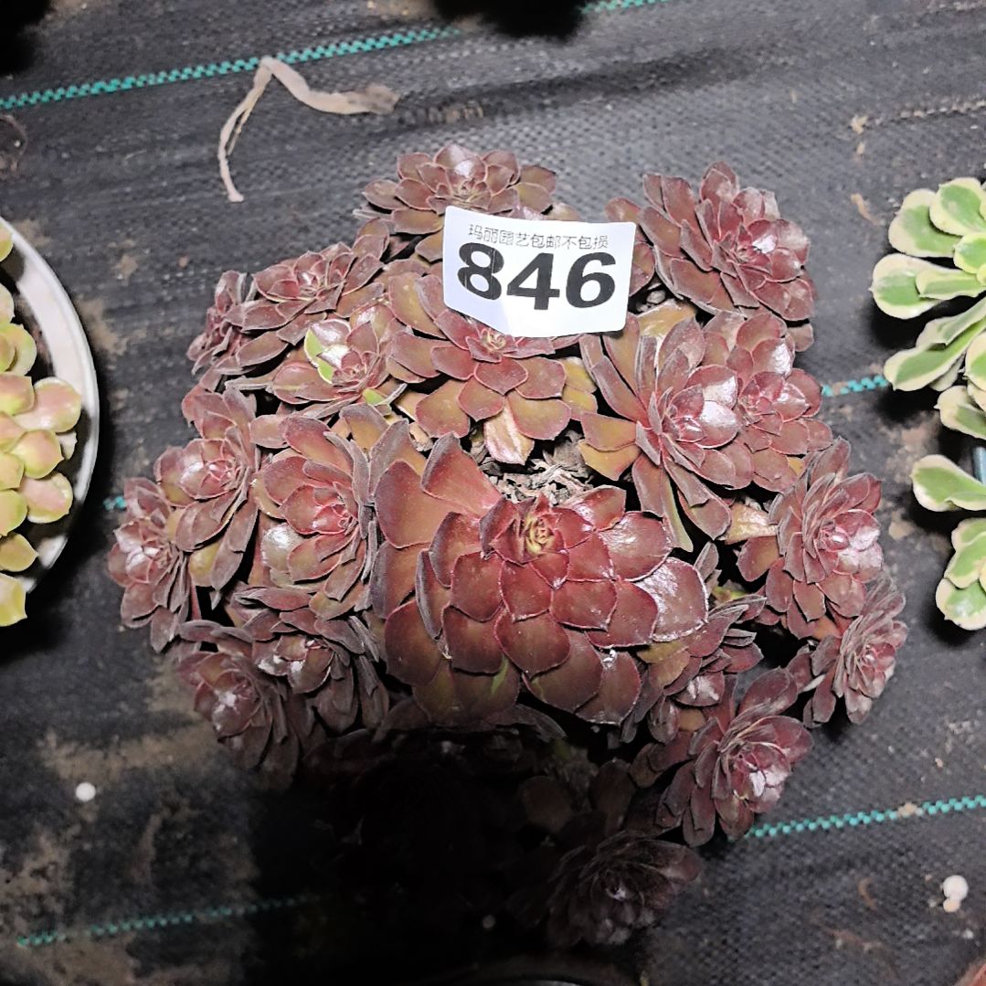 男爵花花2-4花846