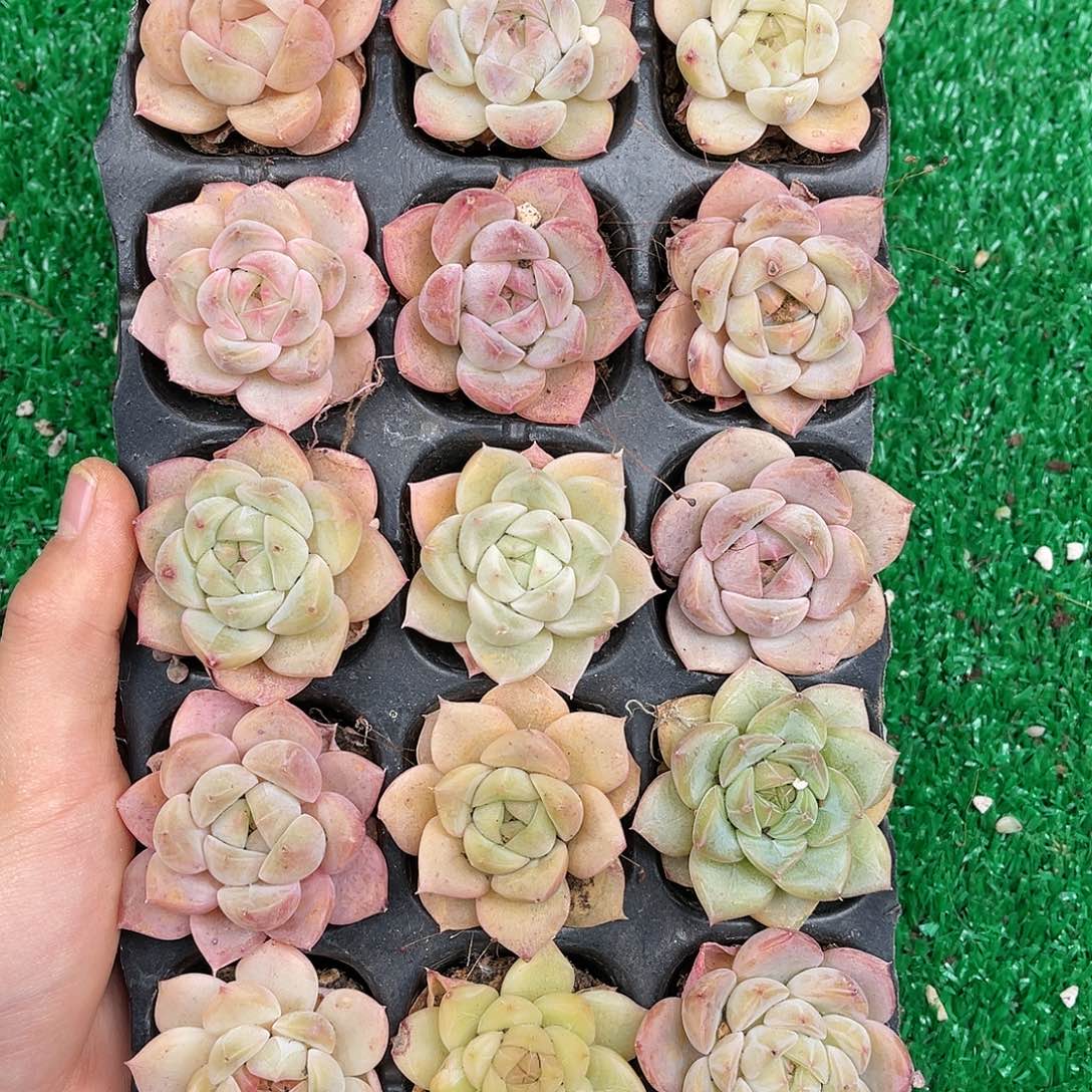 多肉一物一拍22-177