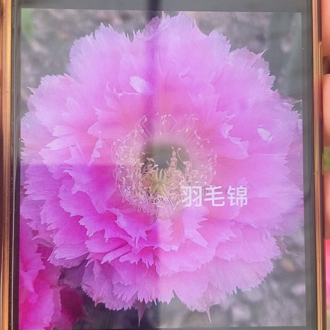 新品羽毛锦带根7公分左右
