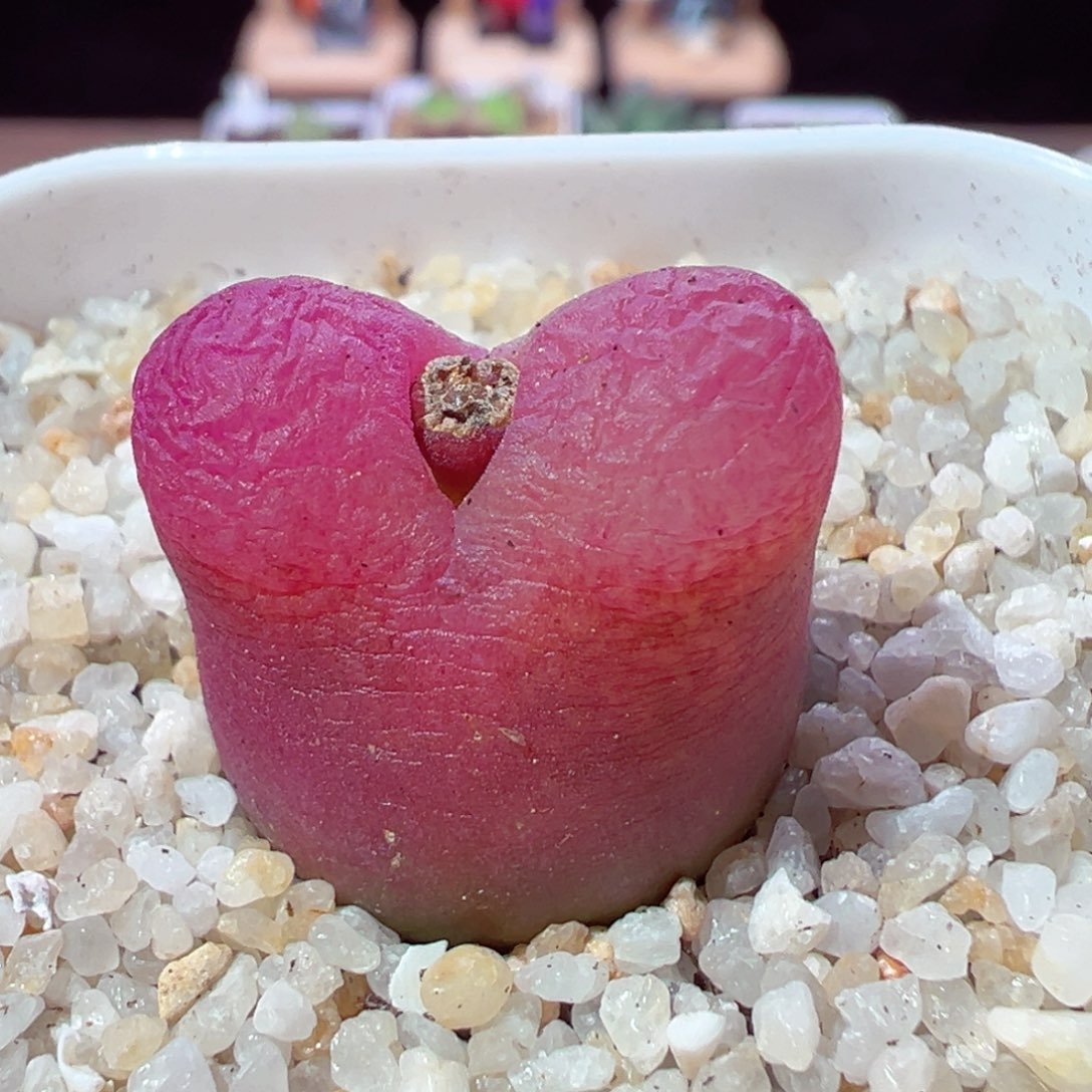 214-758多肉红毛多肉