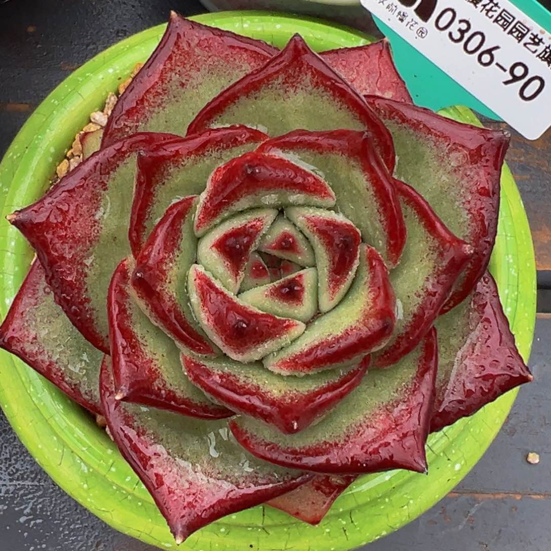 从前慢多多精选编号0306.90