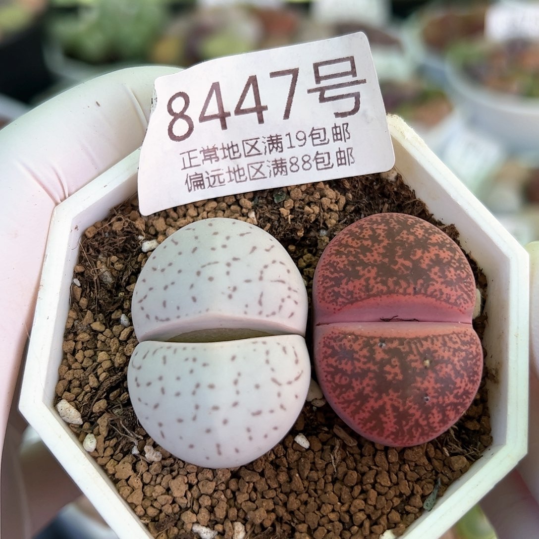 好养易活生石花大母本8447