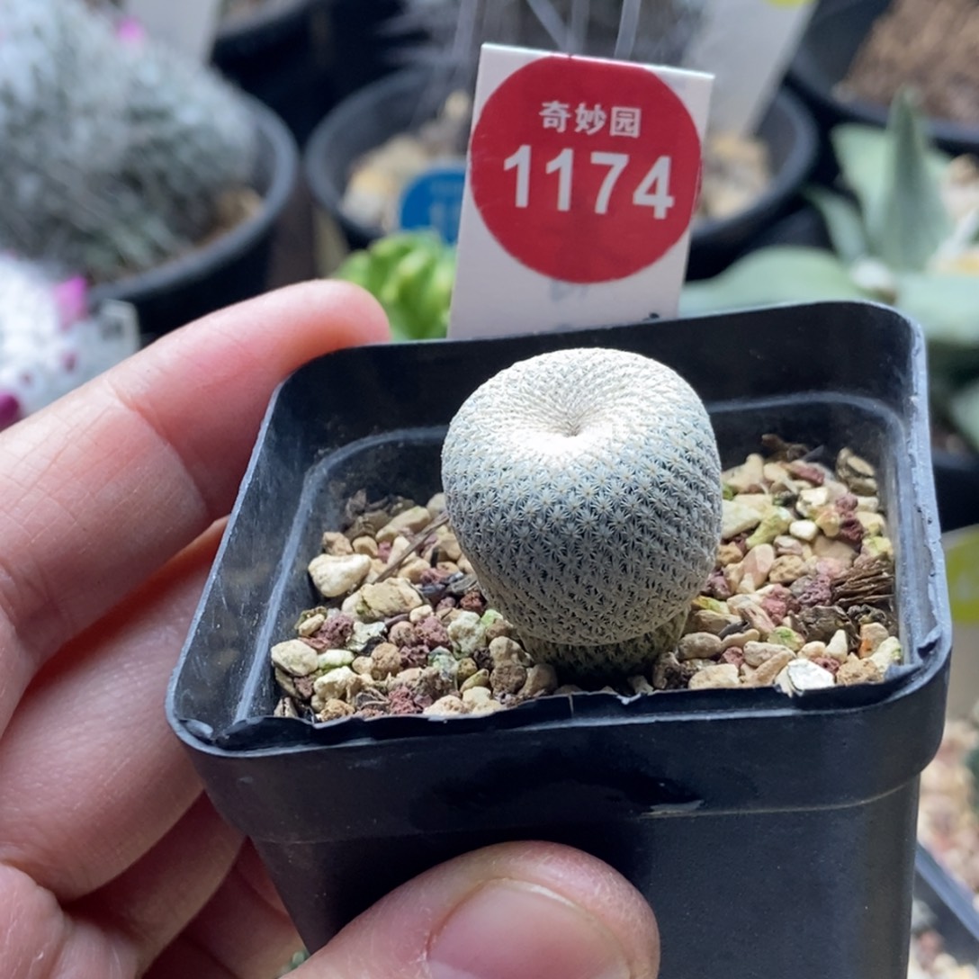 实生小人帽2.1cm一棵仙人球