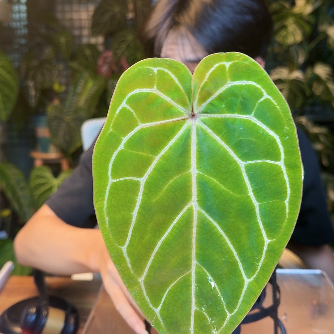 完全开放J60粉柠檬紫杂哥伦比亚